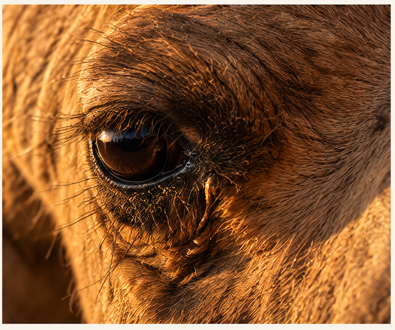 Close view of a camel's eye